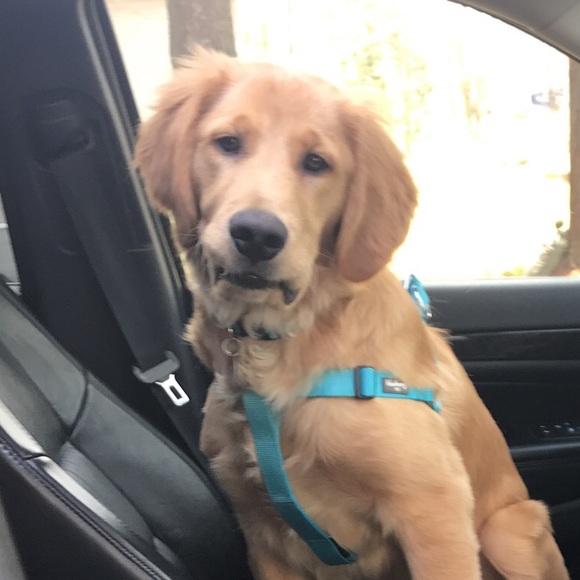 Meet your Posher, Katie - Picture 1 of 1